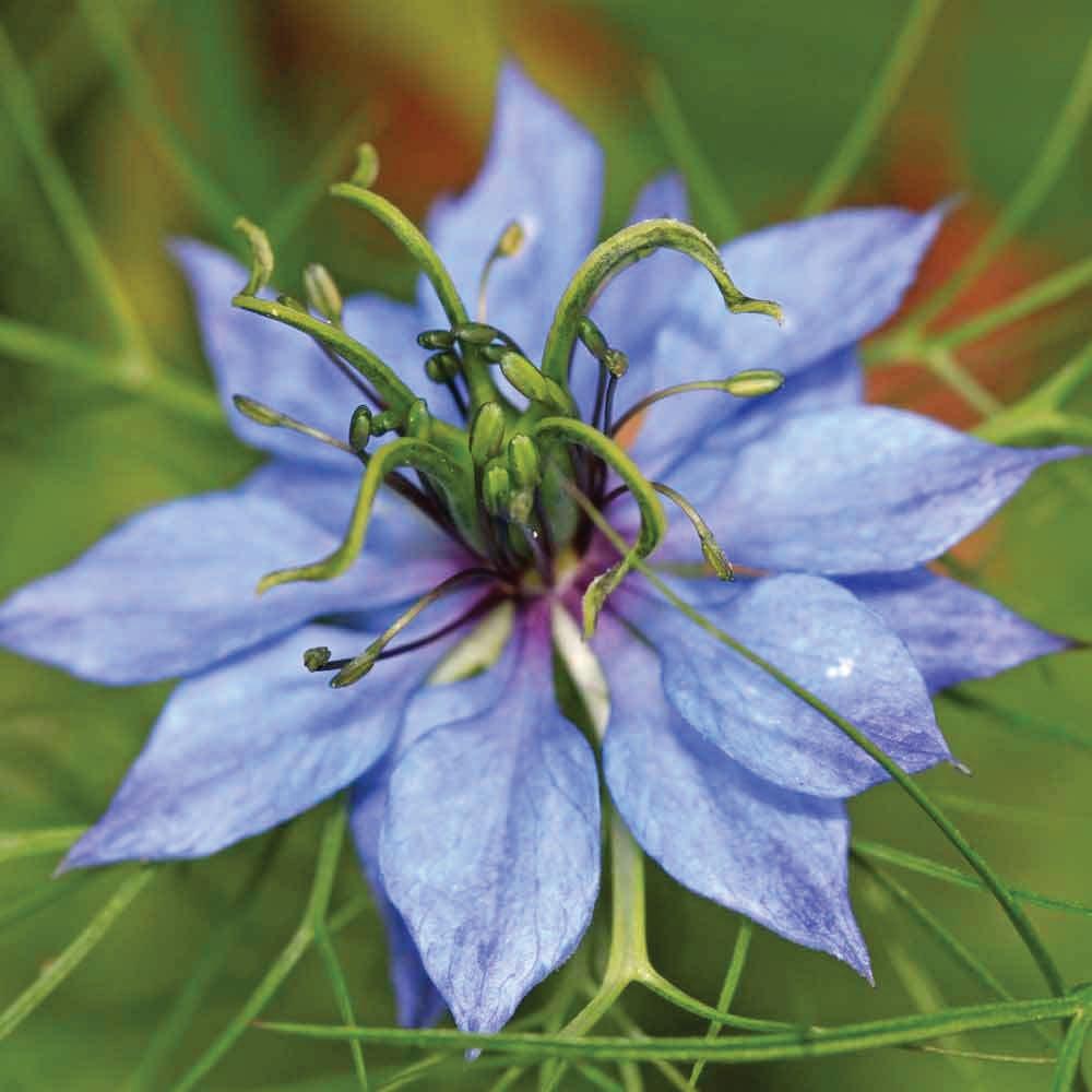 25ml Pure Black Seed Oil 100% Nigella Sativa Cumin Seed Unfiltered Cold Pressed