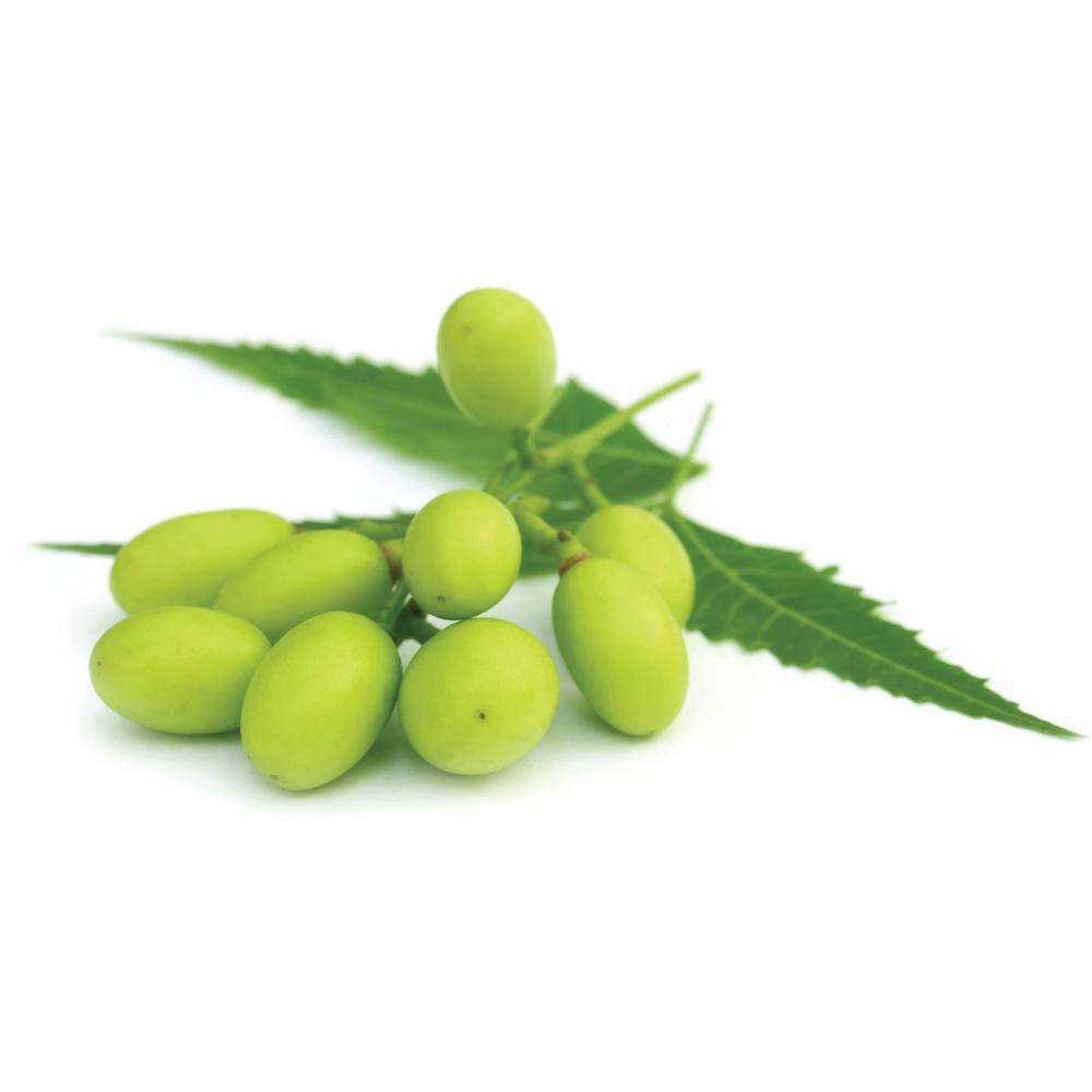 500ml Organic Neem Seed Oil Pure Pharmaceutical Cold Pressed Azadirachtin Indica